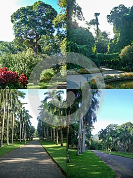 Tropical botanical garden with exotic plants on a summer day to illustrate travel or vacation tour