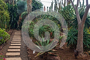 Tropical Botanical Garden in Funchal city