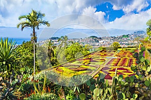 Tropical Botanical Gardens in Funchal, Madeira island, Portugal photo