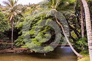 Tropical botanical gardens on Kauai island