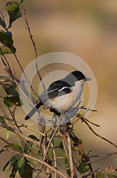 Tropical Boubou Laniarius major closeup perched in a tree with bokeh