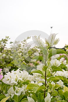 Tropical bougainvillea white flowers