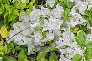 Tropical bougainvillea white flowers