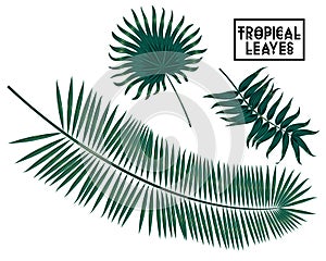 Tropical branches, leaves on white background, palm tree leaves isolated