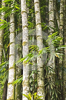 Tropical brazilian bamboo, bambusa tulda