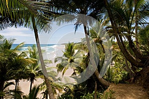 Tropical Brazilian Beach photo