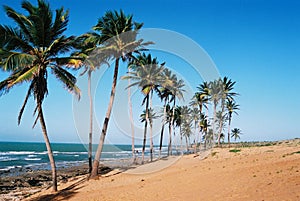 Tropicale brasiliano Spiaggia 