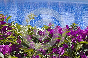 Tropical brigh purple flowers near the swimming pool, flower spa. blurred background