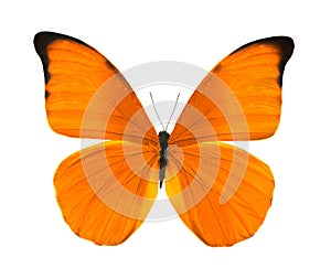 Tropical bright orange butterfly