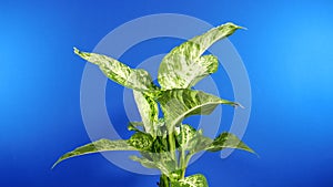 Tropical Broad-Leafed Plant Rotating - Bluescreen For Compositing