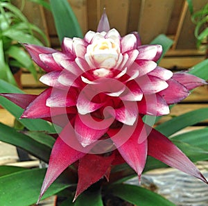 A tropical Bromelia with maroon and white petals