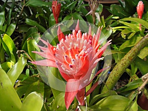 Tropical Bromeliad. Close up of its beautiful bright redish flower amidst green leaves.