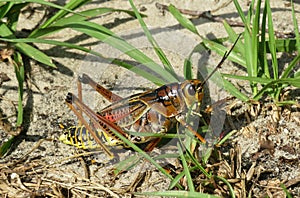 Tropical brown grasshopper on the grass