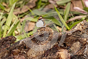 Tropical Brushfoot