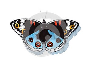 Tropical Buckeye Butterfly Watercolor Hand Drawn Illustration photo
