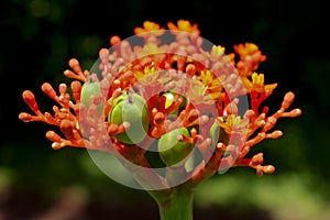 The tropical Buddha Belly Plant as seen close-up.