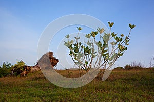 A tropical bush and fallen tree on field with green grass under blue sky. Beautiful landscape of peaceful summer evening
