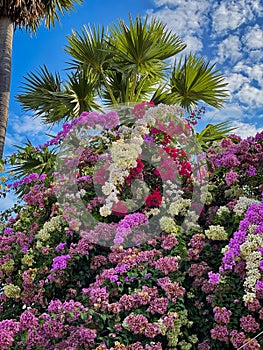 Tropical Bush Flower Heads