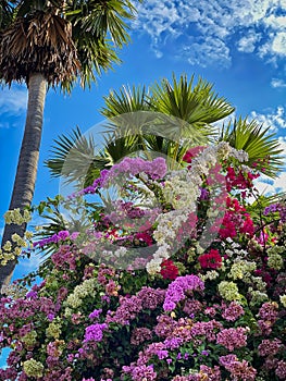 Tropical Bush Flower Heads