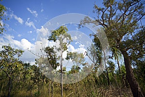 Tropical Bush Scrub Vegetation, Northern Territory