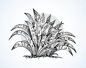 Tropicale. vettore disegno 