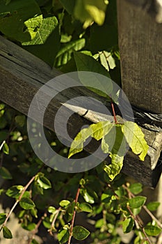 Tropical bush vegetation growing next to old mossy fence. Beautiful landscaping in garden on a sunny day. Leafs with decorative