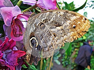 Tropical butterflies in the Butterfly house tropische Schmetterlinge in dem Schmetterlingshaus, Wien - Vienna, Austria