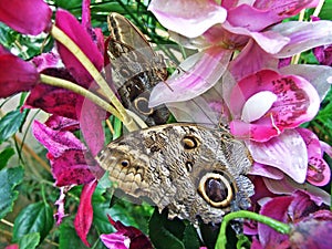 Tropical butterflies in the Butterfly house tropische Schmetterlinge in dem Schmetterlingshaus, Wien - Vienna, Austria