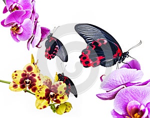 Tropical butterflies on orchids