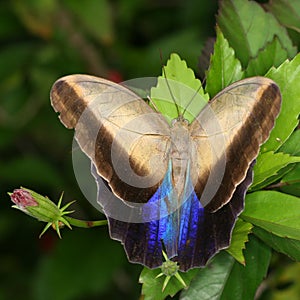 Tropical butterfly