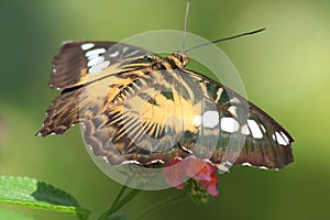 Tropical butterfly