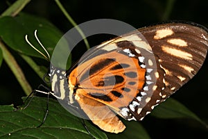Tropical butterfly 3