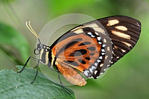 Tropical butterfly 4