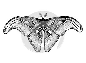 Tropical Butterfly: Attacus Atlas Atlas Moth, Snake`s Head. Hand drawn insects.