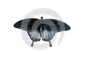 Tropical butterfly with black and blue wings, insulated on white background