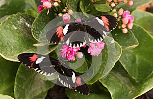 Tropical butterfly. Black butterfly