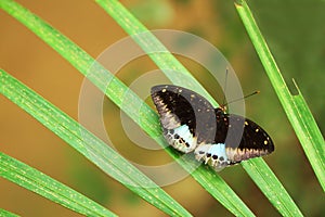 Tropical butterfly on branch