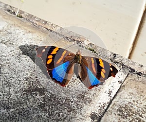 Tropical butterfly in Brazil