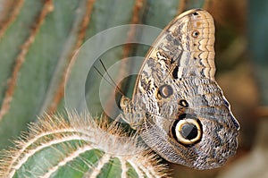 Tropical butterfly on cactus