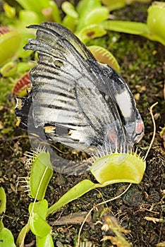 Tropical butterfly captured by a Venus flytrap carnivorous plant