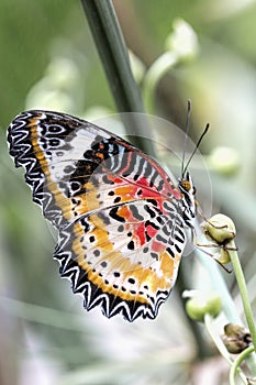 Tropical butterfly (cethosia cyane)