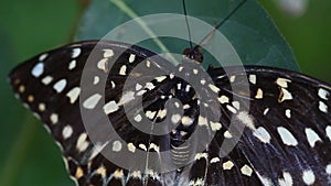 Tropical butterfly close-up
