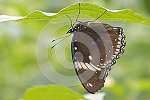 Tropical butterfly with dark wings