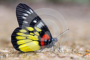 Tropical butterfly drinking water photo