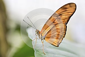Tropical butterfly (Dryas julia)