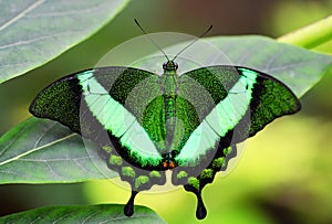 Tropical butterfly Emerald Swallowtail or Green-Banded Peacock, Papilio palinurus.