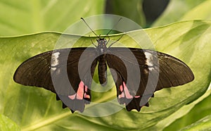 Tropical butterfly. Exotic Black butterfly with pink spot.