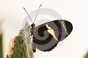 Tropical butterfly. Exotic Black butterfly with white spot.