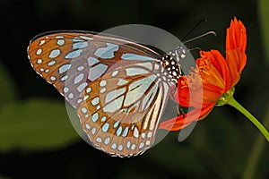 Tropical butterfly feeding on red flower