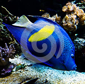 Tropical butterfly fish